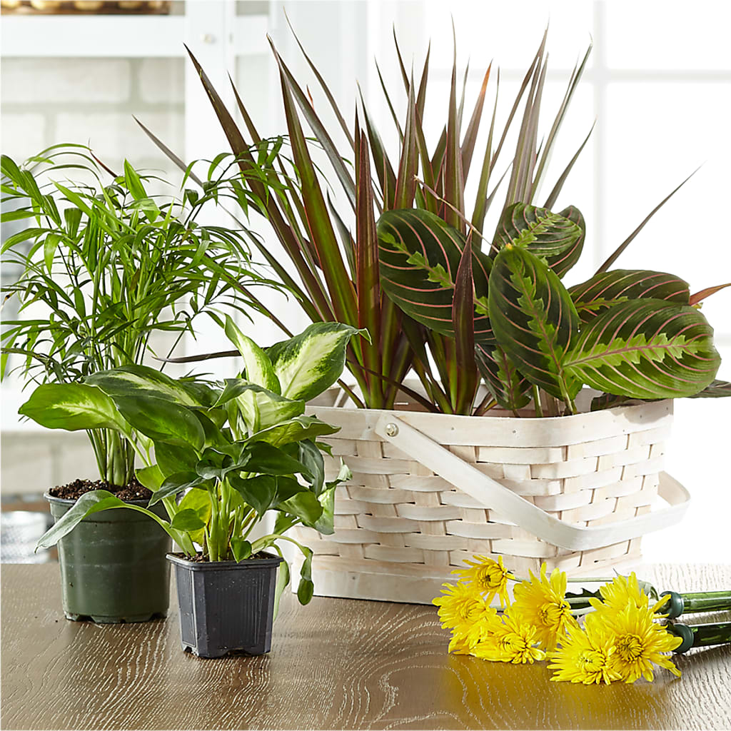Florist Designed Blooming and Green Plants in a Basket – CAAN FLORAL & GREENHOUSES LLC, Sheboygan WI