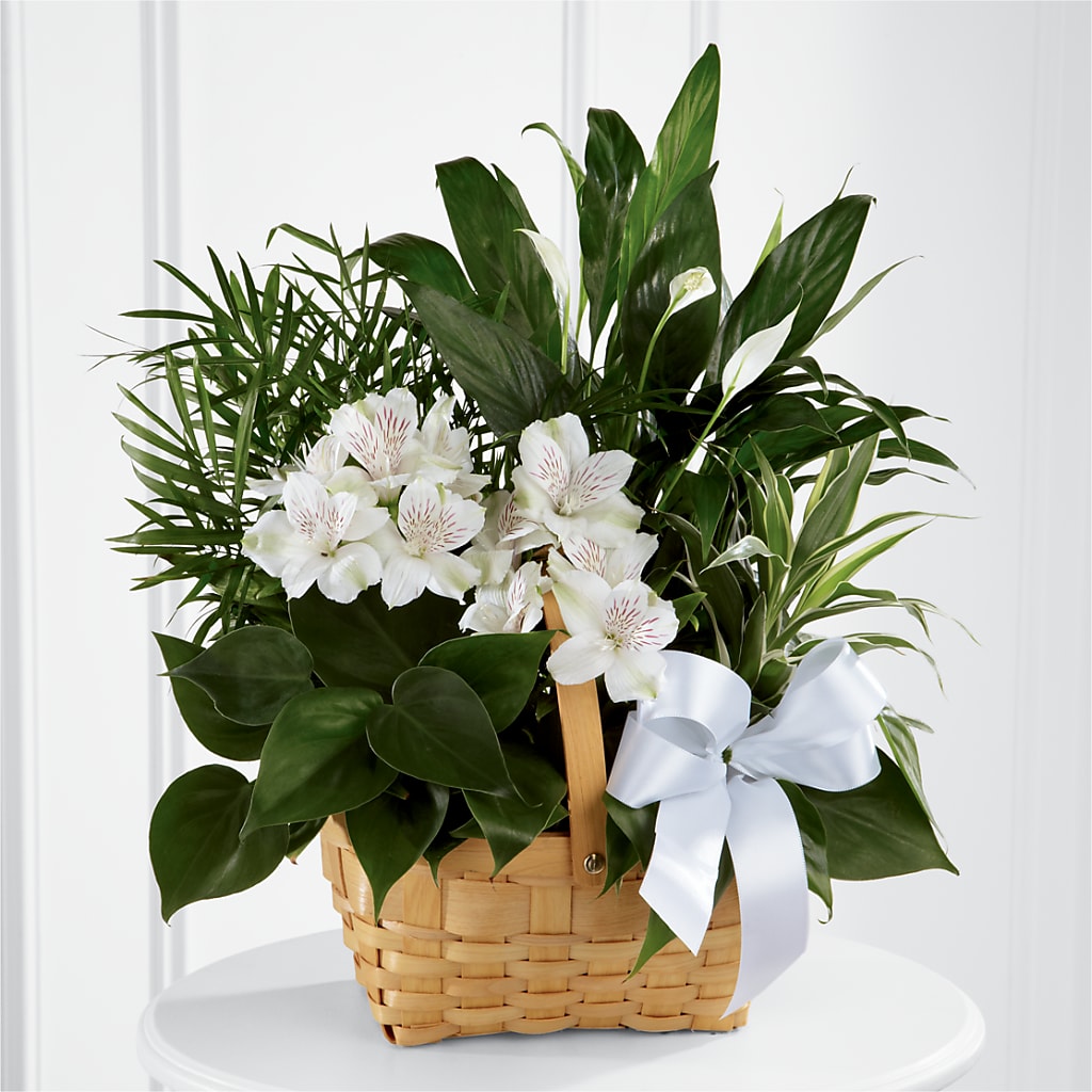Peace & Serenity Dishgarden – CAAN FLORAL & GREENHOUSES LLC, Sheboygan WI