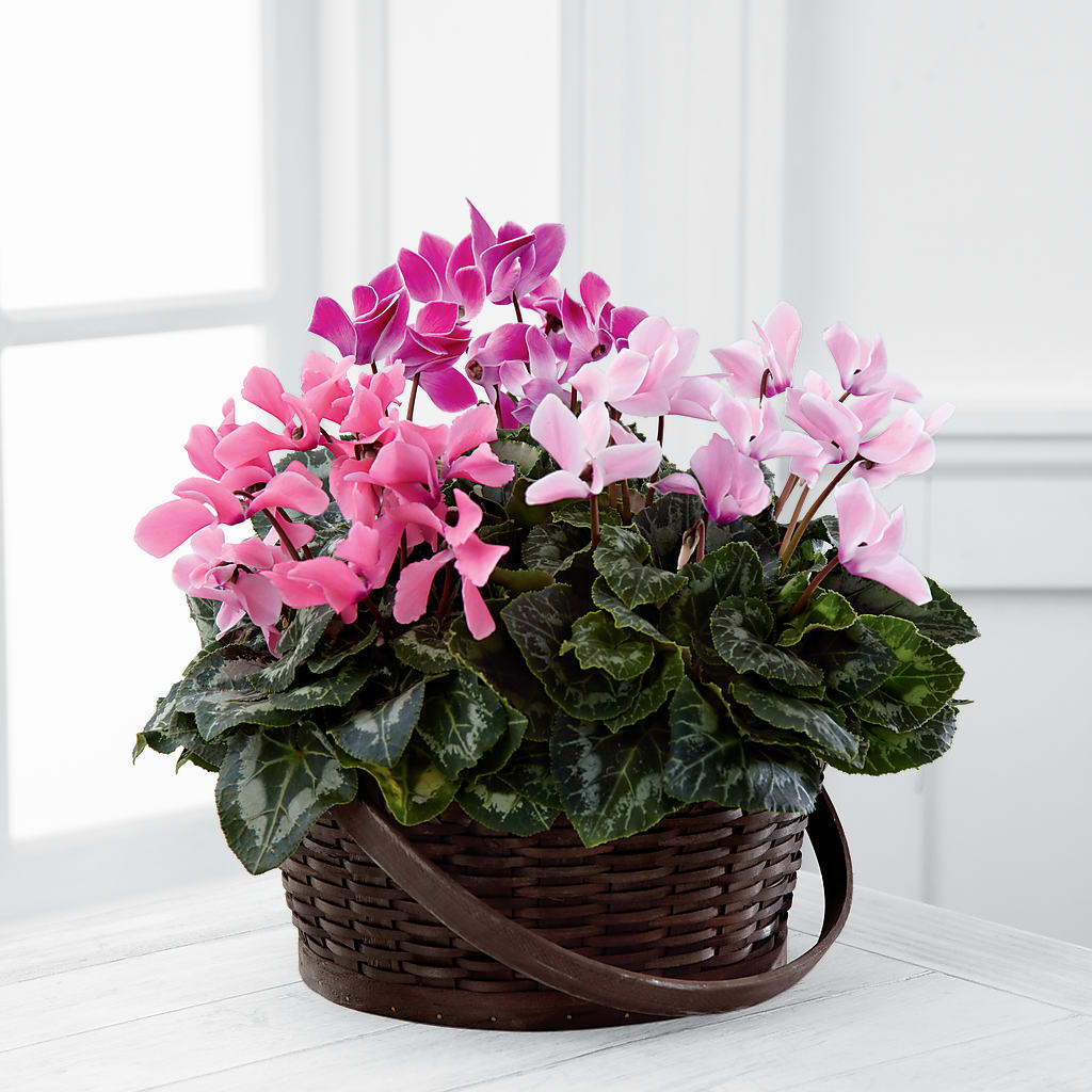 Mixed Cyclamen Planter – CAAN FLORAL & GREENHOUSES LLC, Sheboygan WI