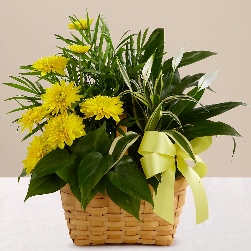 Loving Light Dishgarden – CAAN FLORAL & GREENHOUSES LLC, Sheboygan WI