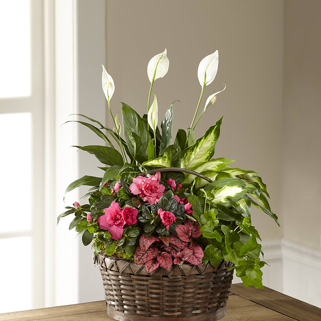 Dream in Pink Dishgarden – CAAN FLORAL & GREENHOUSES LLC, Sheboygan WI