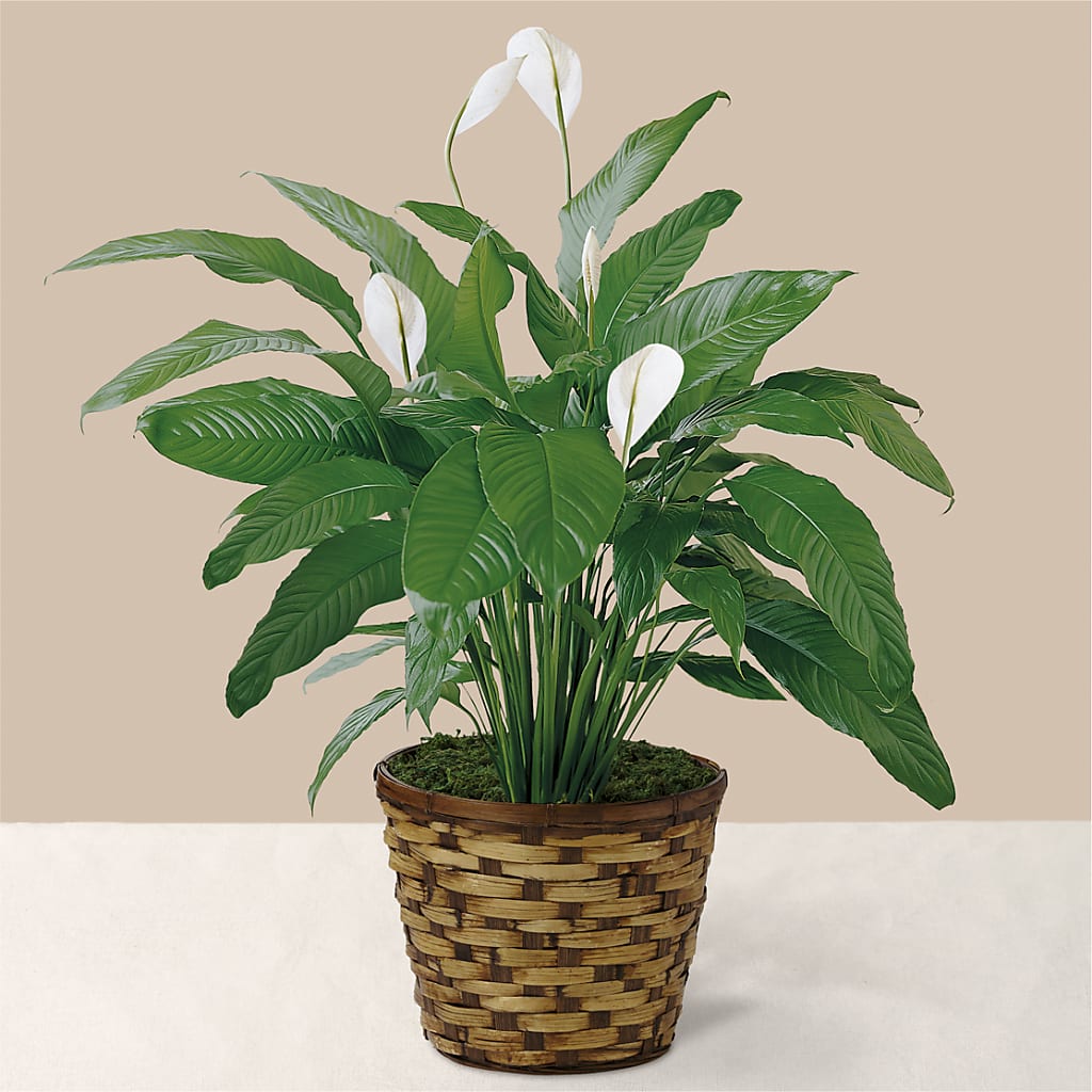 Tranquil Moments Peace Lily Plant – CAAN FLORAL & GREENHOUSES LLC, Sheboygan WI