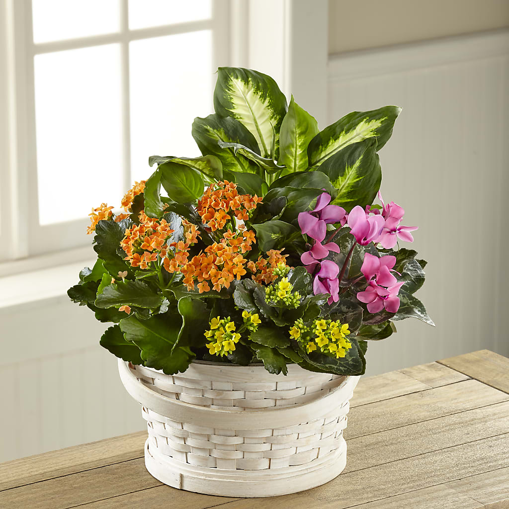 Color Crush Dishgarden – CAAN FLORAL & GREENHOUSES LLC, Sheboygan WI