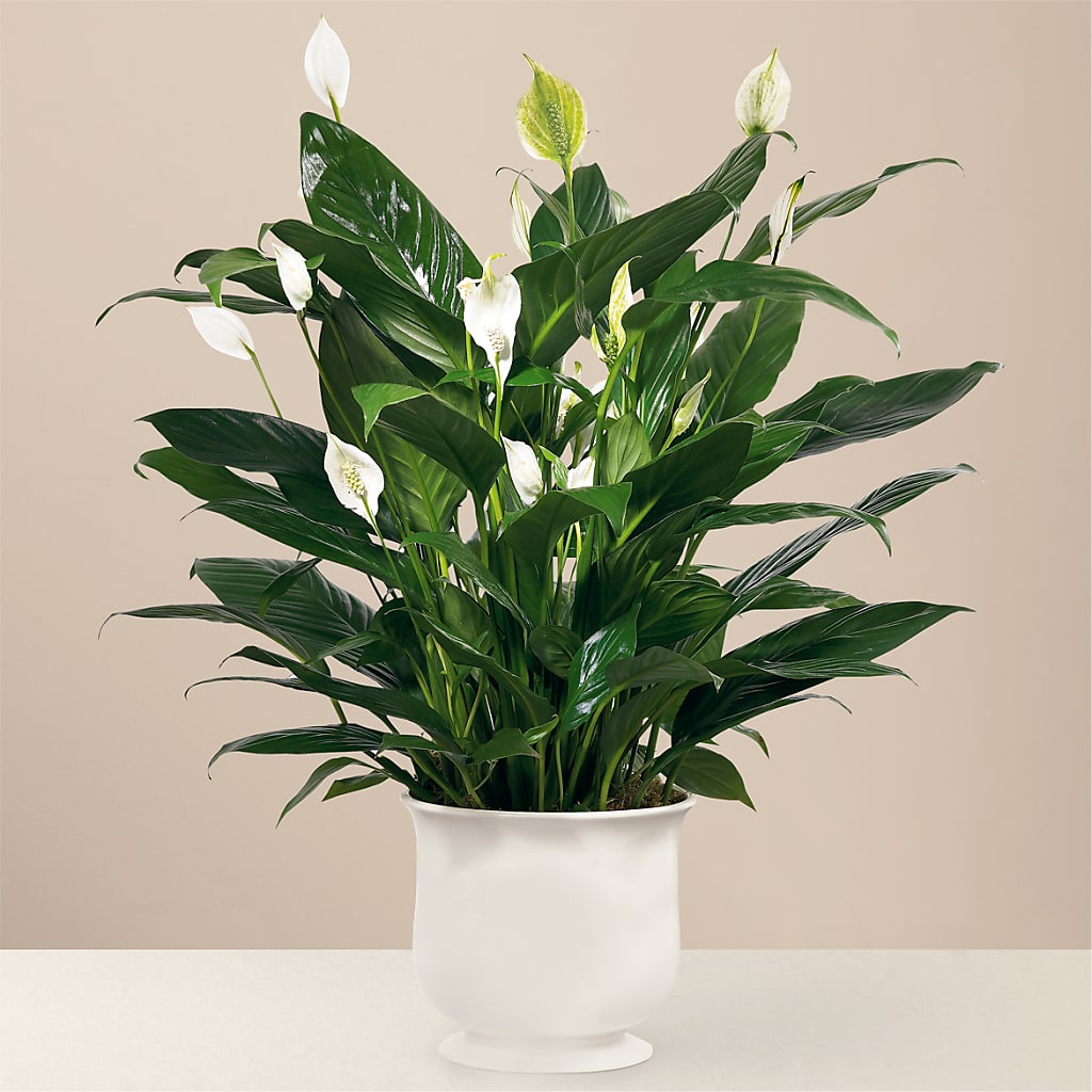 Comfort Planter – CAAN FLORAL & GREENHOUSES LLC, Sheboygan WI