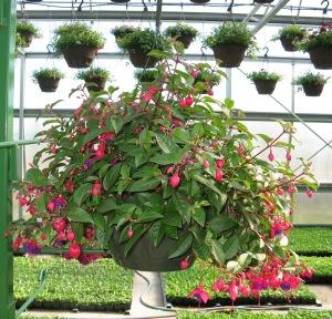 Caan Floral -Fuchsia Hanging Basket – CAAN FLORAL & GREENHOUSES LLC, Sheboygan WI
