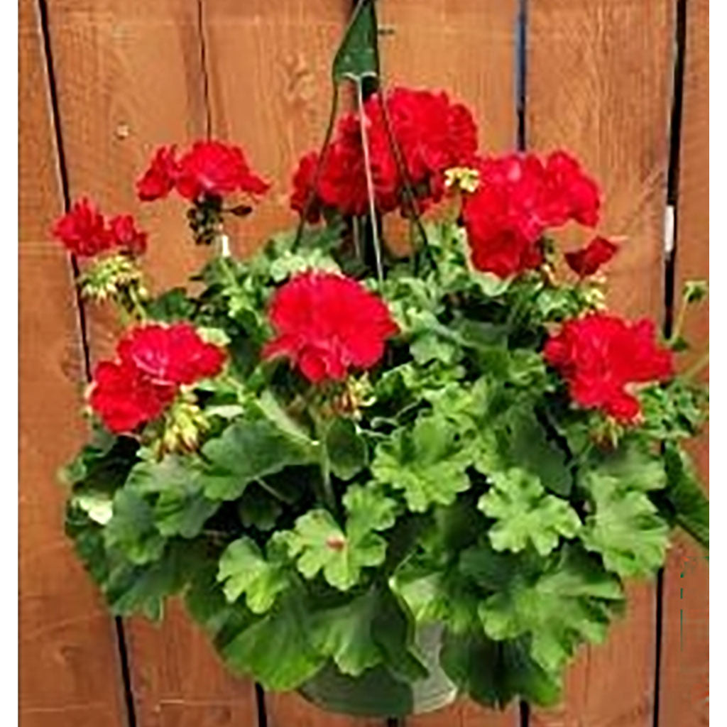 Caan Floral - Geranium Hanging Basket 2 – CAAN FLORAL & GREENHOUSES LLC, Sheboygan WI