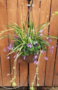 Caan Floral and Greenhouses - Mixed Hanging Basket – CAAN FLORAL & GREENHOUSES LLC, Sheboygan WI