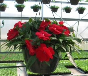 Caan Floral - New Guinea Impatien Hanging Basket – CAAN FLORAL & GREENHOUSES LLC, Sheboygan WI