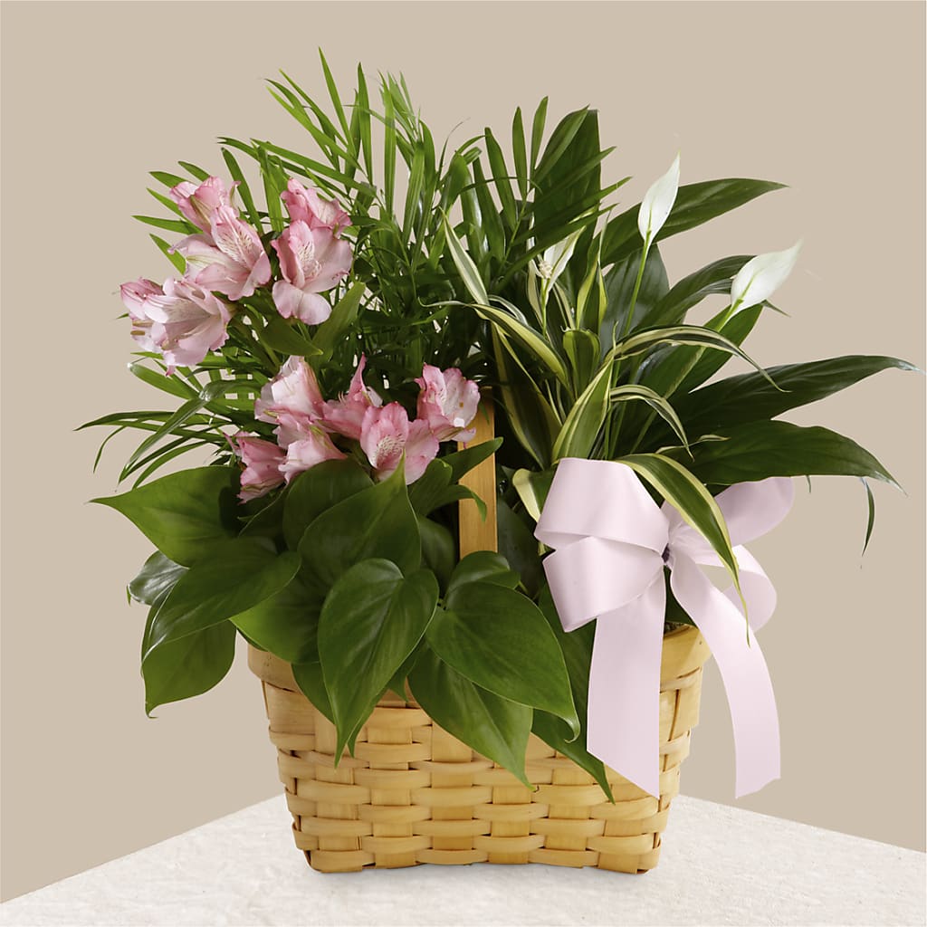 Living Spirit Dishgarden – CAAN FLORAL & GREENHOUSES LLC, Sheboygan WI