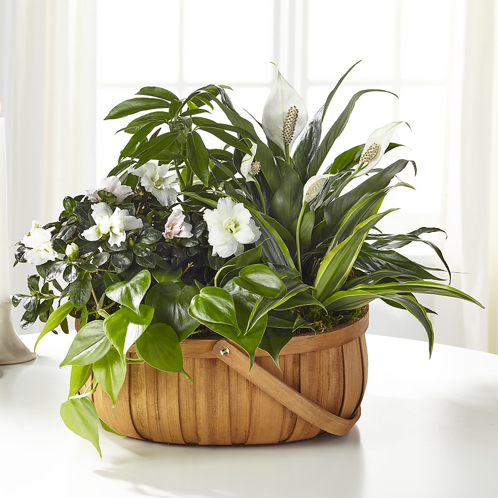 Serene Dishgarden – CAAN FLORAL & GREENHOUSES LLC, Sheboygan WI