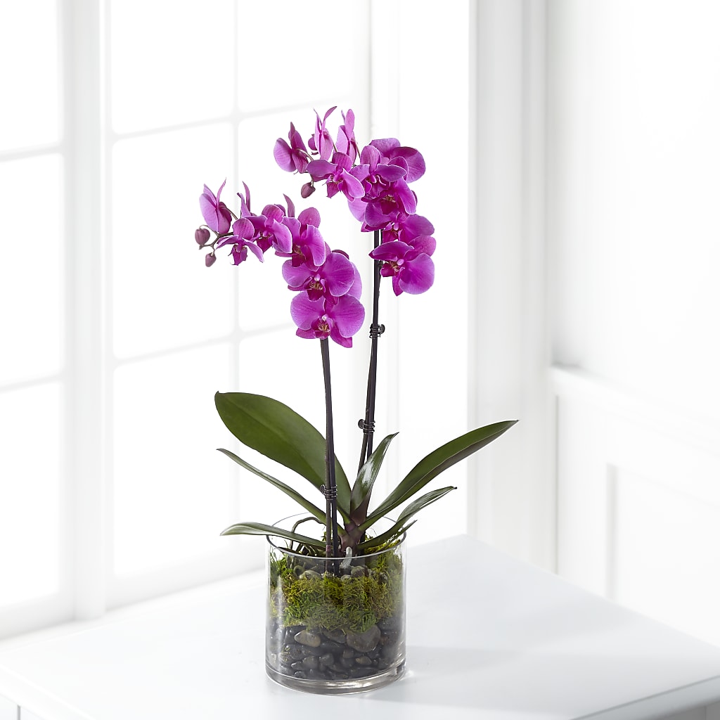 Pink Orchid Plant – CAAN FLORAL & GREENHOUSES LLC, Sheboygan WI