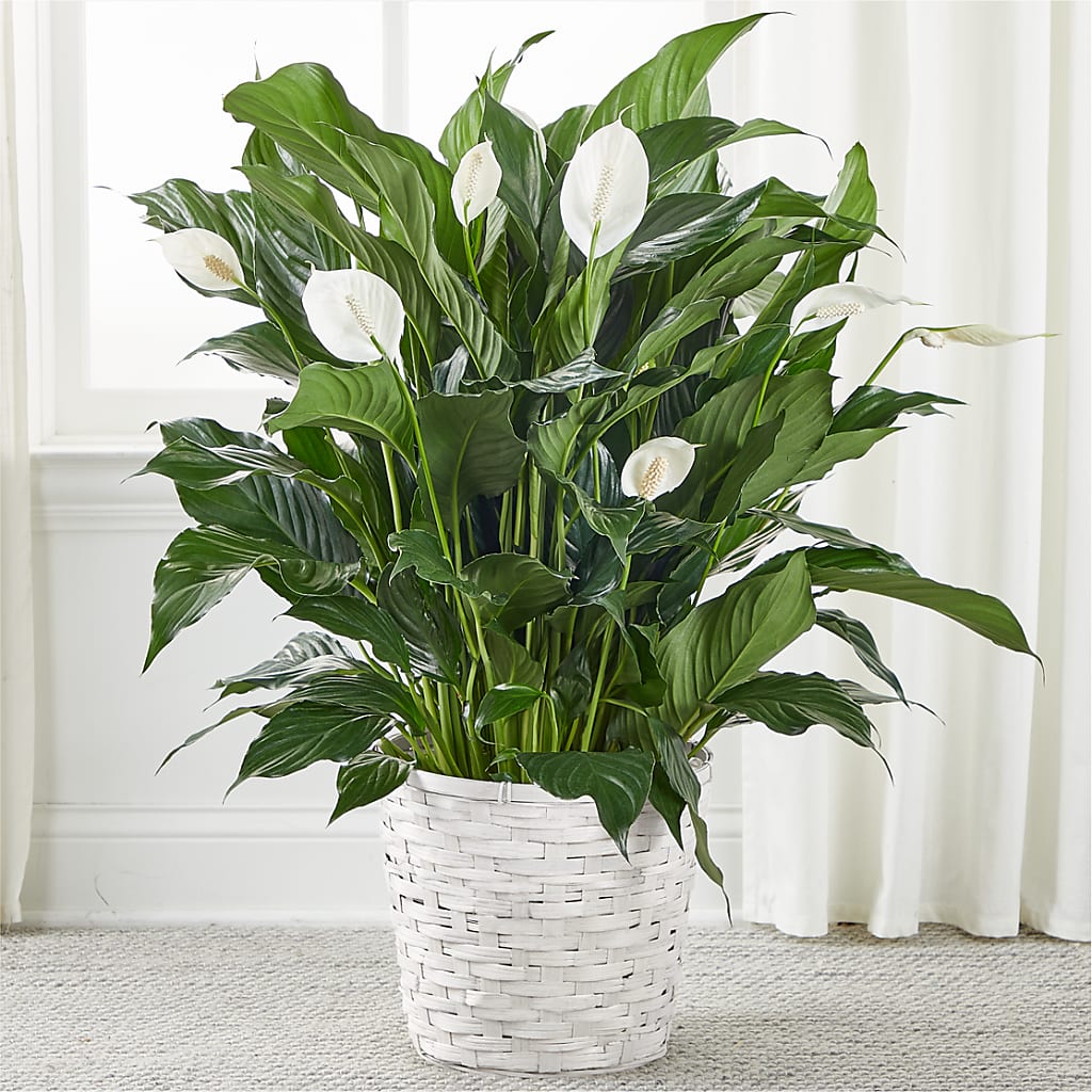 A New Leaf Peace Lily – CAAN FLORAL & GREENHOUSES LLC, Sheboygan WI