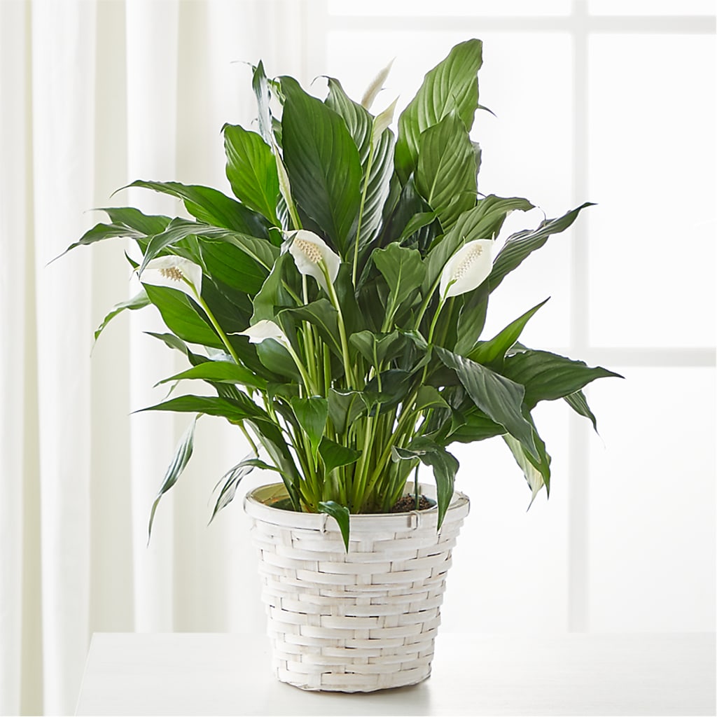 A New Leaf Peace Lily – CAAN FLORAL & GREENHOUSES LLC, Sheboygan WI