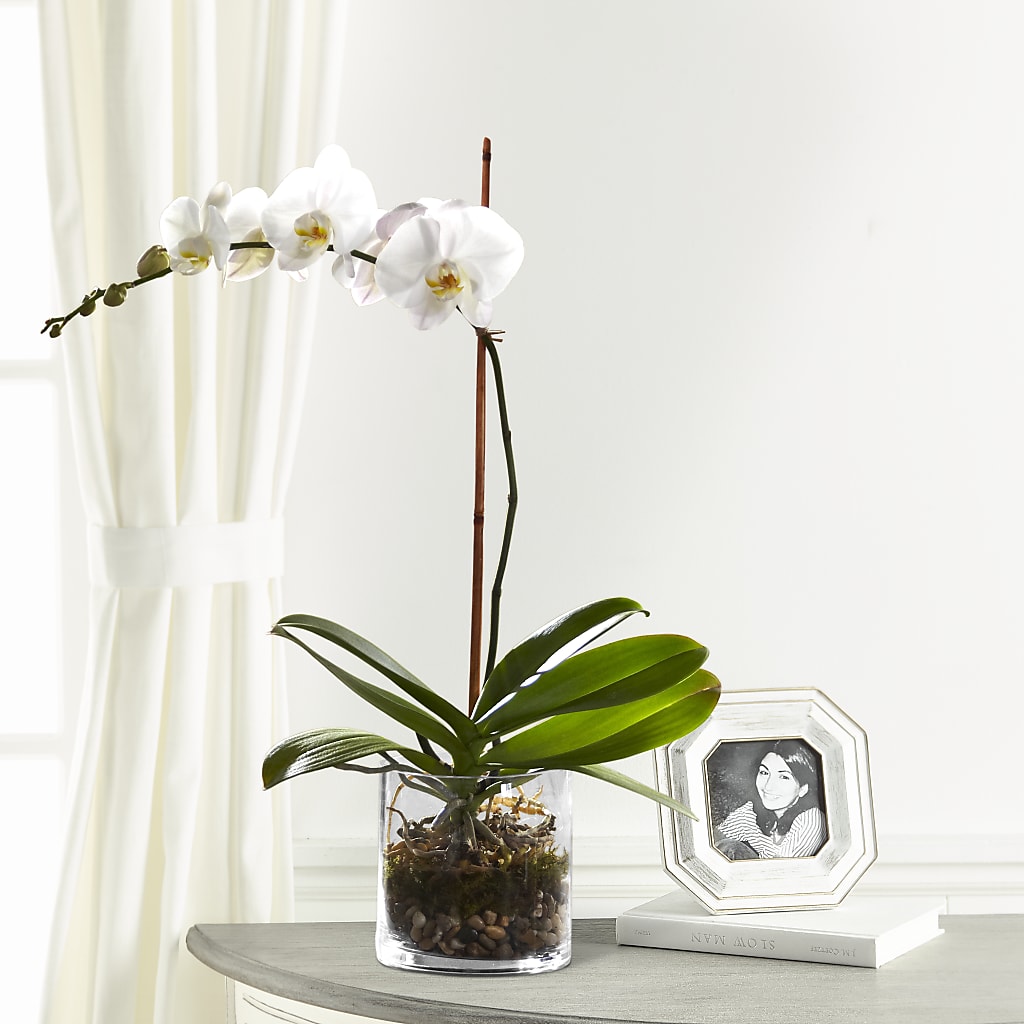 White Orchid Planter – CAAN FLORAL & GREENHOUSES LLC, Sheboygan WI