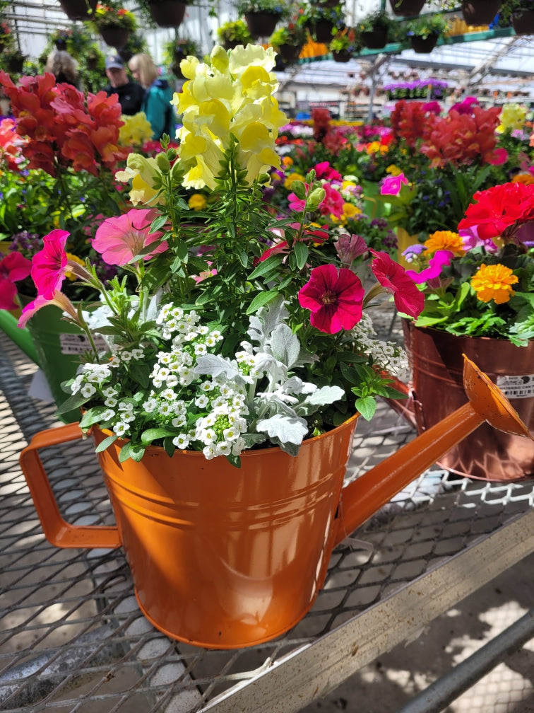 Watering Can Planter – CAAN FLORAL & GREENHOUSES LLC, Sheboygan WI
