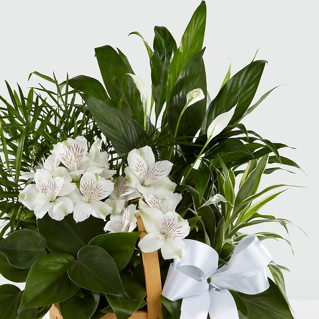 Peace & Serenity Dishgarden – CAAN FLORAL & GREENHOUSES LLC, Sheboygan WI