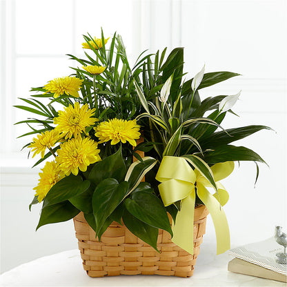 Loving Light Dishgarden – CAAN FLORAL & GREENHOUSES LLC, Sheboygan WI