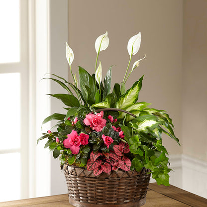 Dream in Pink Dishgarden – CAAN FLORAL & GREENHOUSES LLC, Sheboygan WI
