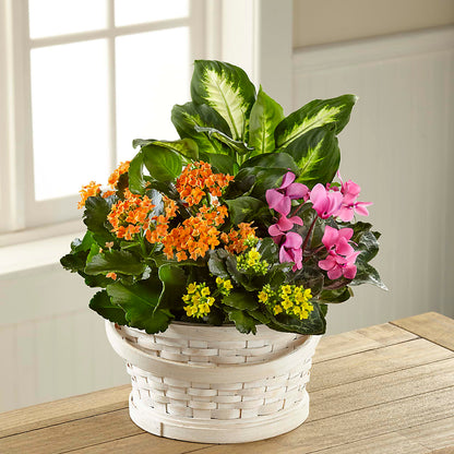 Color Crush Dishgarden – CAAN FLORAL & GREENHOUSES LLC, Sheboygan WI
