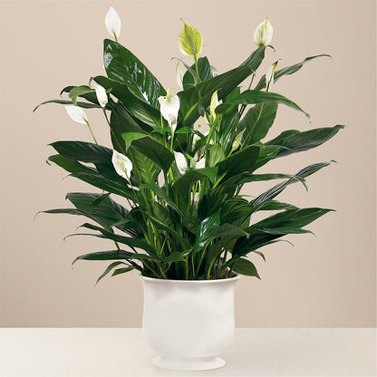Comfort Planter – CAAN FLORAL & GREENHOUSES LLC, Sheboygan WI