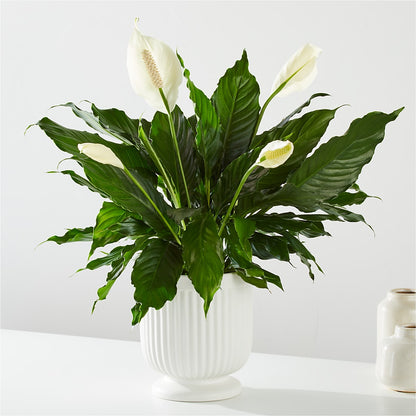 Comfort Planter – CAAN FLORAL & GREENHOUSES LLC, Sheboygan WI