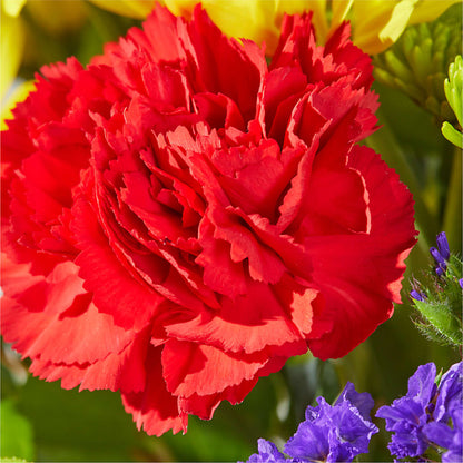 Brighter Days Bouquet – CAAN FLORAL & GREENHOUSES LLC, Sheboygan WI