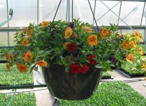 Caan Floral - Million Bells Mixed Hanging Basket