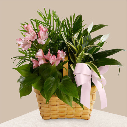 Living Spirit Dishgarden – CAAN FLORAL & GREENHOUSES LLC, Sheboygan WI