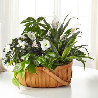 Serene Dishgarden – CAAN FLORAL & GREENHOUSES LLC, Sheboygan WI