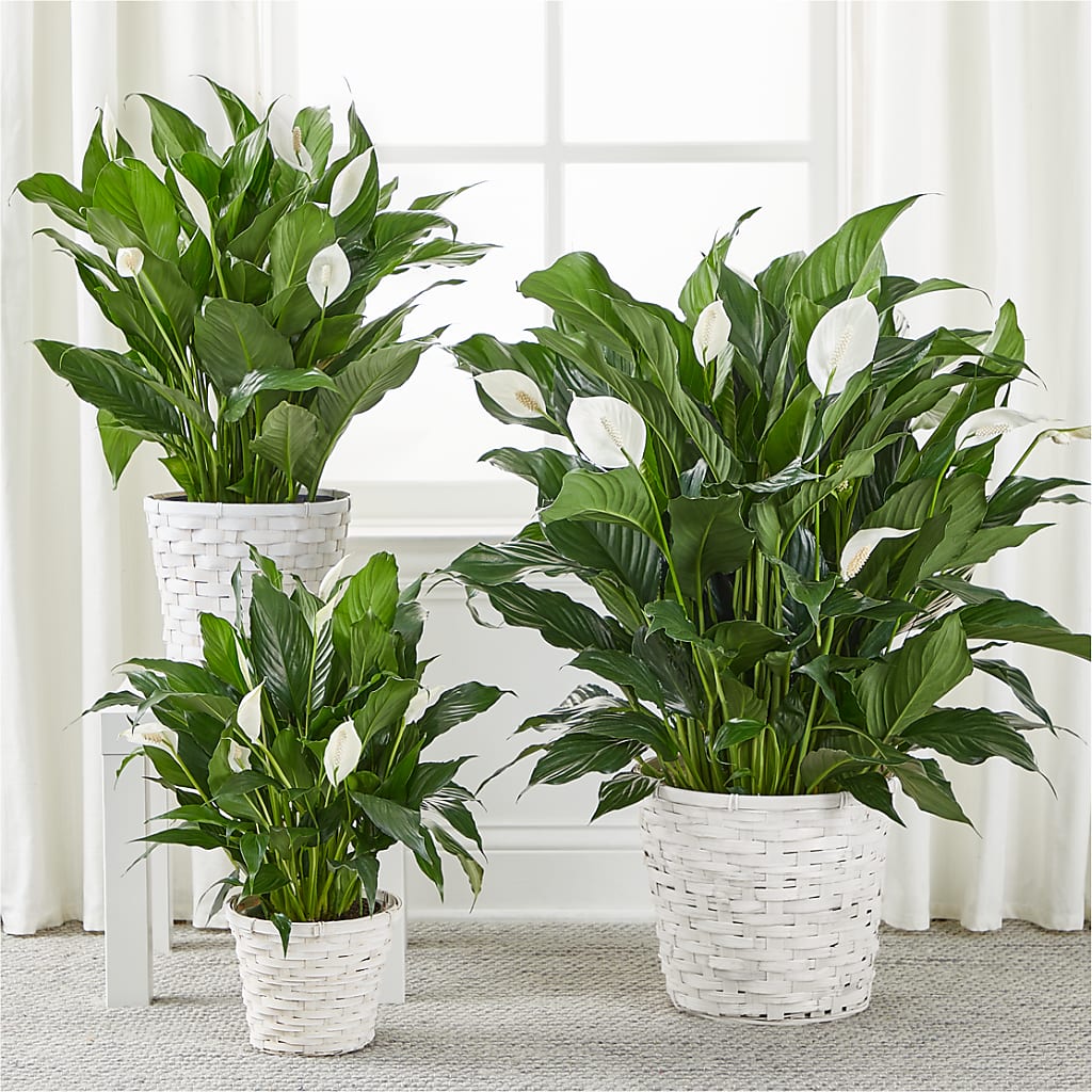 A New Leaf Peace Lily – CAAN FLORAL & GREENHOUSES LLC, Sheboygan WI