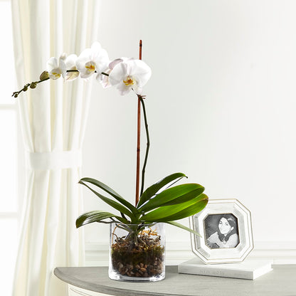 White Orchid Planter – CAAN FLORAL & GREENHOUSES LLC, Sheboygan WI