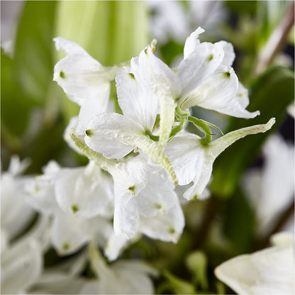 Classic Ivory – A Florist Original – CAAN FLORAL & GREENHOUSES LLC, Sheboygan WI